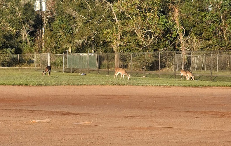 Monday Morning Mowing by Deers